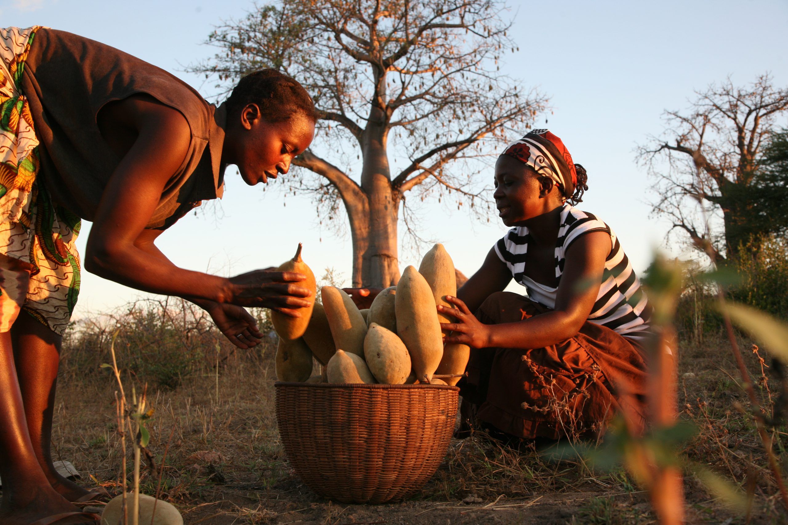 Người dân châu Phi thu hoạch quả bao báp