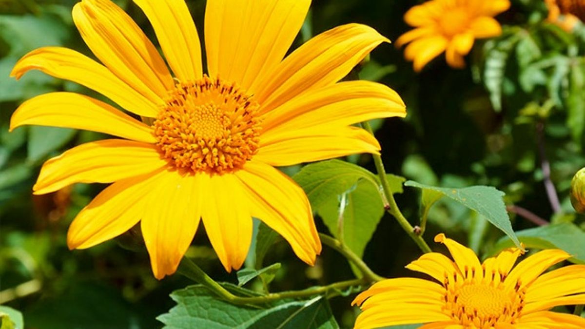 Hoa dã quỳ với những cánh mỏng màu vàng rực rỡ