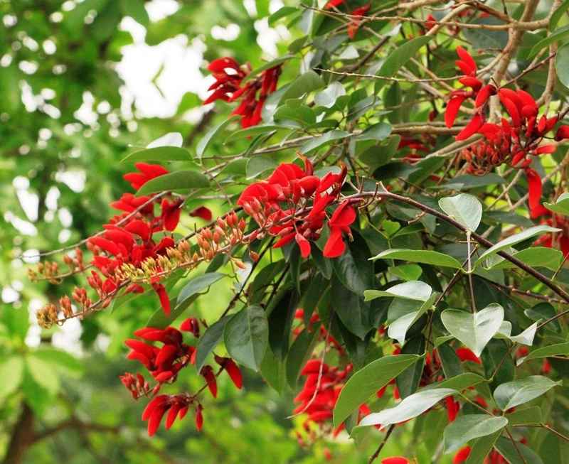 Hoa osaka đỏ có nguồn gốc từ châu Á