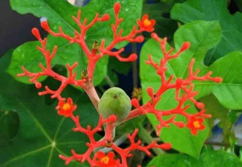 Hoa ngô đồng phân thành nhiều nhánh nhỏ, có màu đỏ tươi thắm