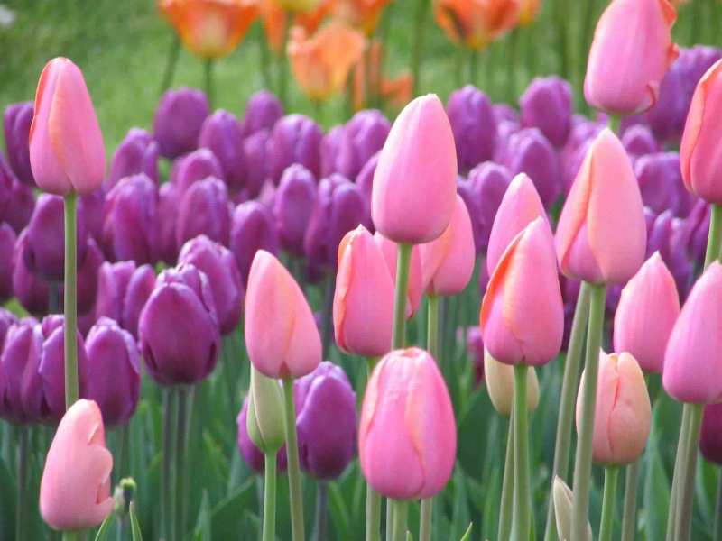 Nhiều người bất ngờ vì hoa uất kim hương chính là hoa tulip
