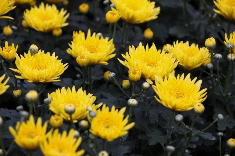 Nhờ thích nghi tốt với khí hậu, cúc vàng đã trở thành một loại hoa được ưa chuộng và trồng rộng rãi tại nước ta