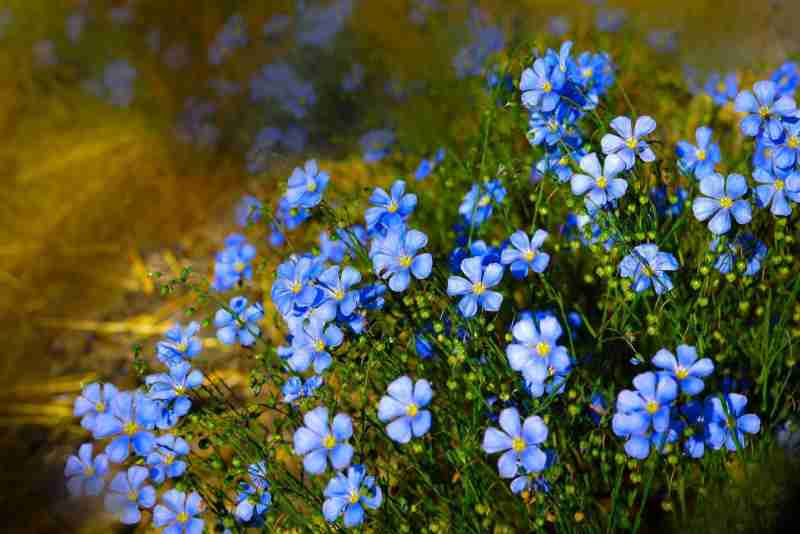 Hoa được nhiều người trồng rộng rãi giống như một loài hoa trang trí nhà cửa