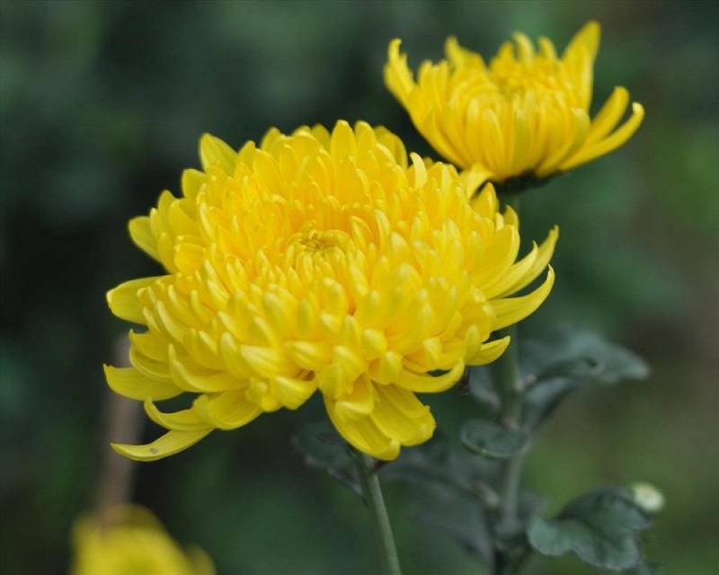 Hoa cúc vàng thường nở rộ vào mùa xuân và mùa hè, với các tế bào hoa to và đẹp