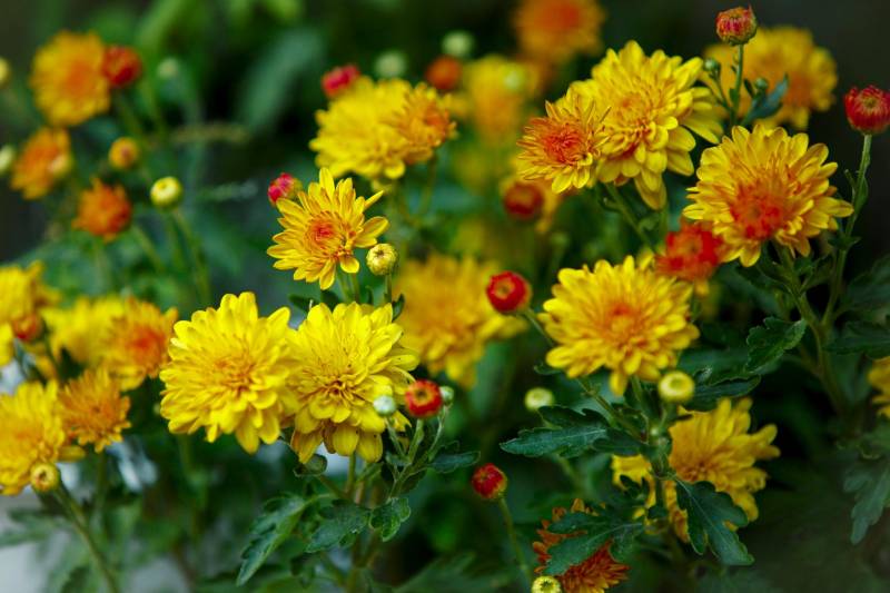 Cúc vàng có rất nhiều biến thể màu sắc và kích thước hoa khác nhau