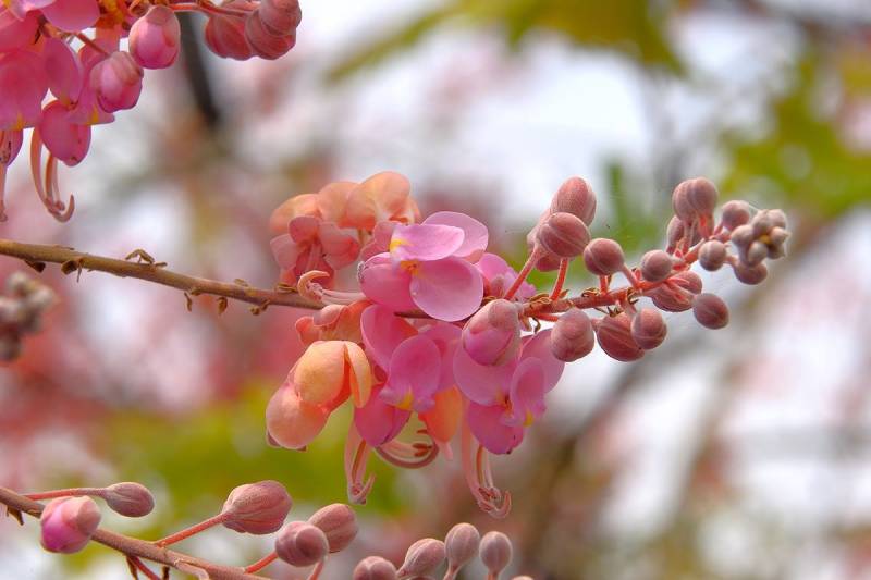 Hoa ô môi có hình dáng như một bộ môi, với màu sắc rực rỡ