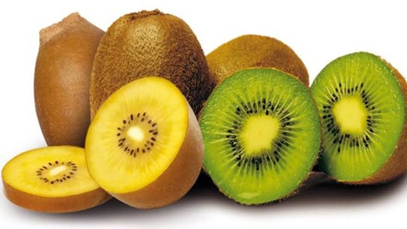 Kiwi được xem là loại quả thanh mát vì chứa nhiều các vitamin tốt cho cơ thể