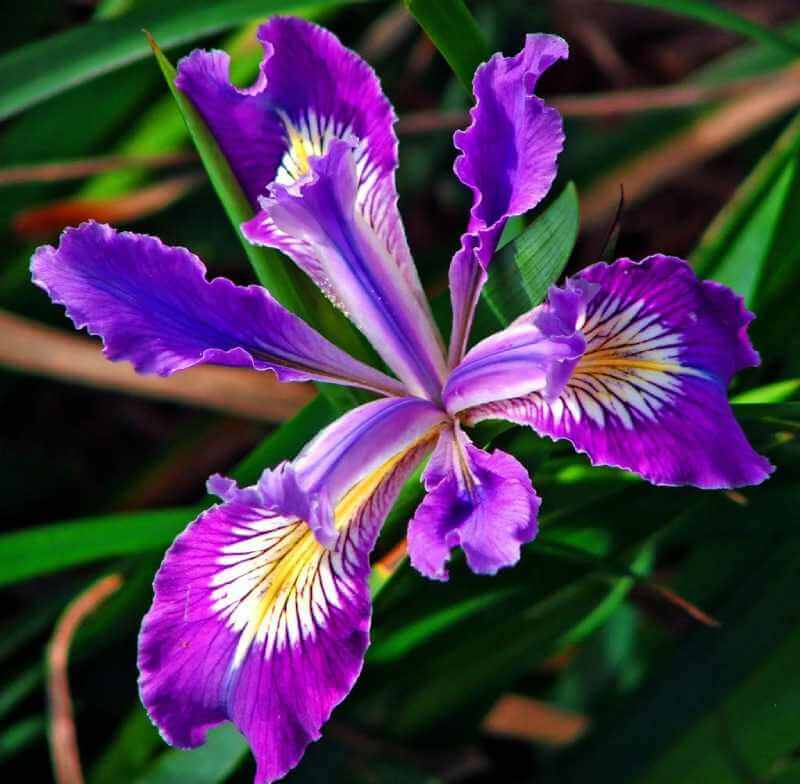 Hoa Iris được sử dụng trong làm đẹp, y học cổ truyền và làm nước hoa, nước xả