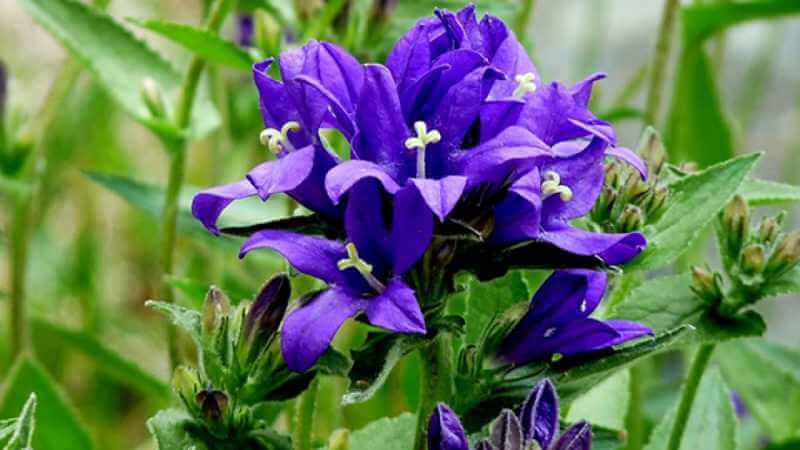 Hoa Iris được trồng trên nhiều loại đất khác nhau, nhưng thích hợp nhất là đất ẩm và giàu chất hữu cơ