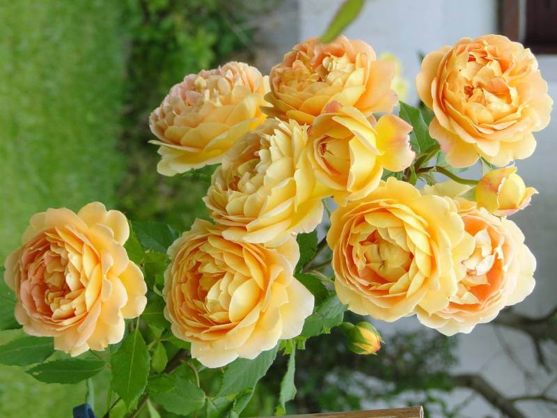 Hoa hồng dây trồng ở nhiều vị khác nhau từ sân vườn, ban công, tường rào đến cả trong nhà 