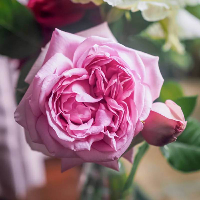 Hoa hồng dây thể hiện tình bạn vì nó bám trụ lẫn nhau, tạo nên mối quan hệ đáng quý 