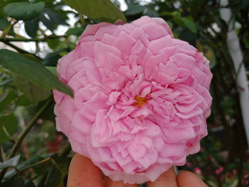 Hoa hồng dây thể hiện sự trung thành vì hoa có thể bám lấy và không bao giờ bỏ rơi