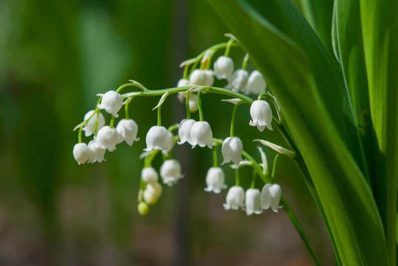 Hình ảnh về hoa linh lan có màu trắng tinh khôi 