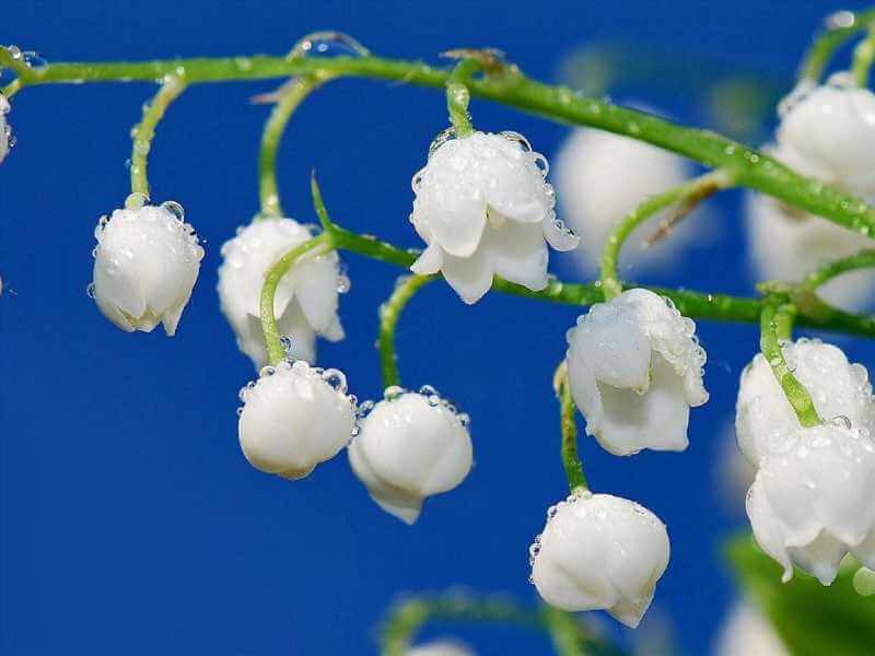 Với thân cứng cáp, hoa chuông trắng mang đến vẻ đẹp tinh tế và độc đáo cho không gian sống 