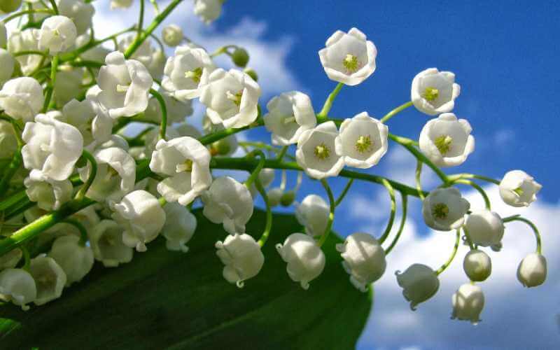 Ở nước Pháp, hoa chuông trắng tượng trưng cho những lời chúc may mắn 