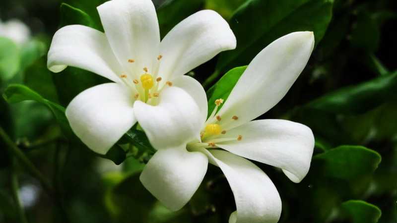 Loài hoa này là một biểu tượng may mắn trong phong thủy, đặc biệt trong việc tăng cường tài lộc 