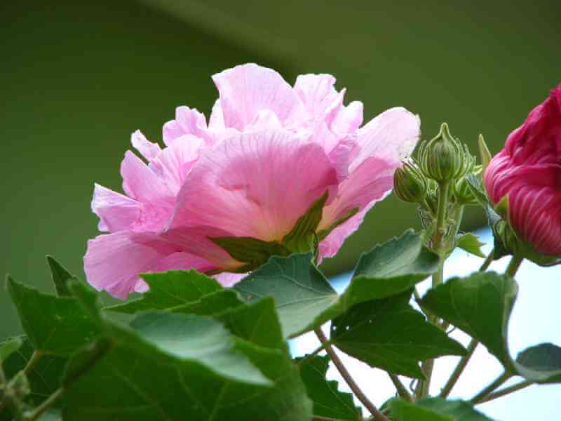 Hoa phù dung là loại cây cỏ bụi thường được trồng làm cây cảnh, có nguồn gốc từ châu Á