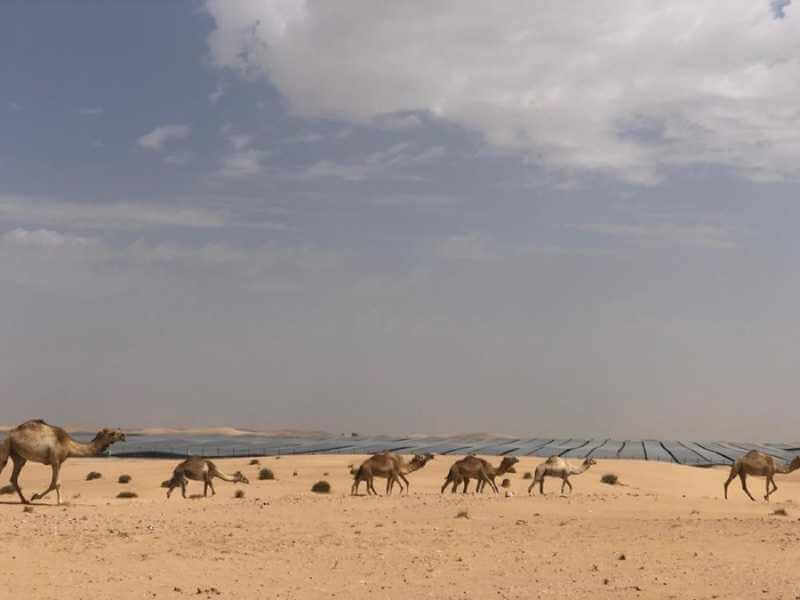 Với địa hình chủ yếu là sa mạc và bờ biển, UAE có khí hậu rất nóng và khô