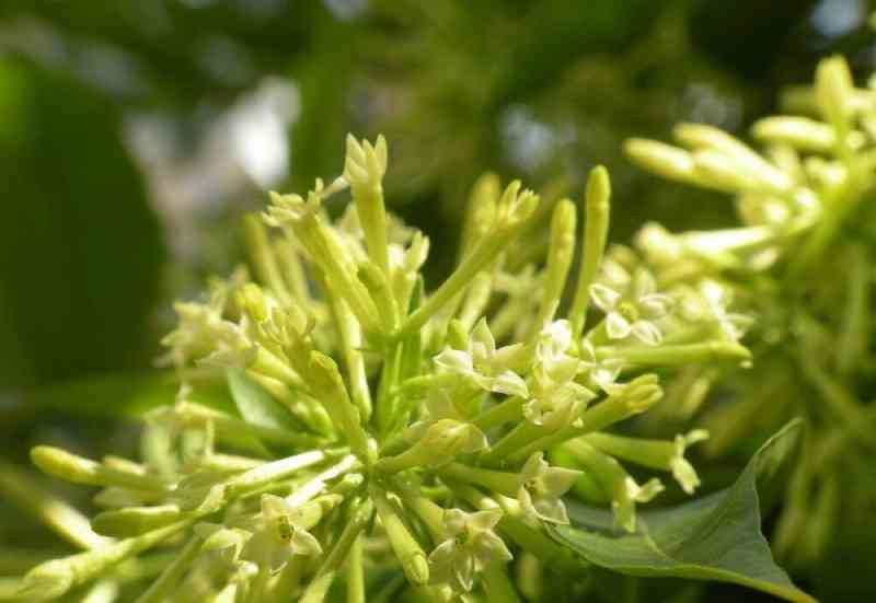 Các biện pháp chăm sóc thường được áp dụng để cây dạ lài hương sớm nở hoa 