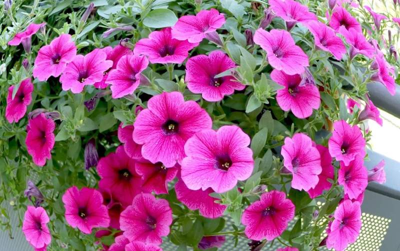 Hoa dạ yến thảo thường được trồng để làm cây cảnh trong nhà hoặc ngoài trời 