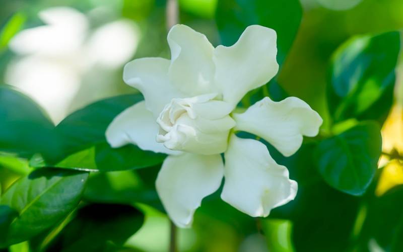 Mùi thơm của hoa chi tử được ứng dụng để sản xuất nước hoa