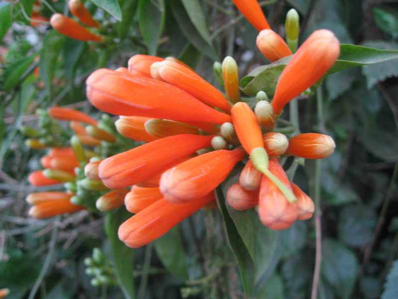 Hoa chùm ớt được trồng ở nhiều vị trí khác nhau như sân vườn, ban công, trong chậu hoặc trực tiếp trên đất